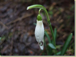 snowdrop